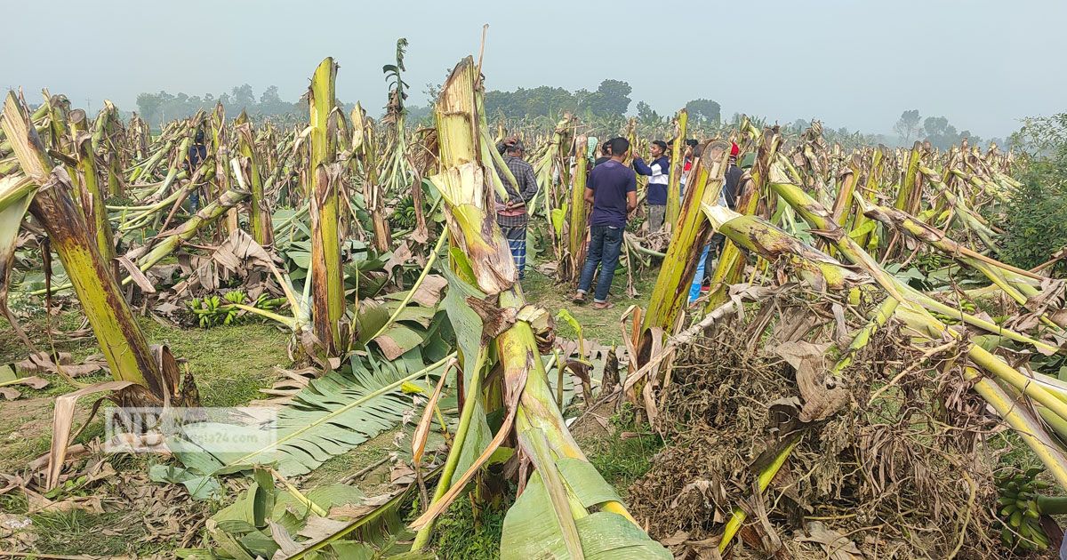 যারা-কলা-গাছ-কেটেছে-তারা-আমার-সন্তানের-গলা-কেটেছে