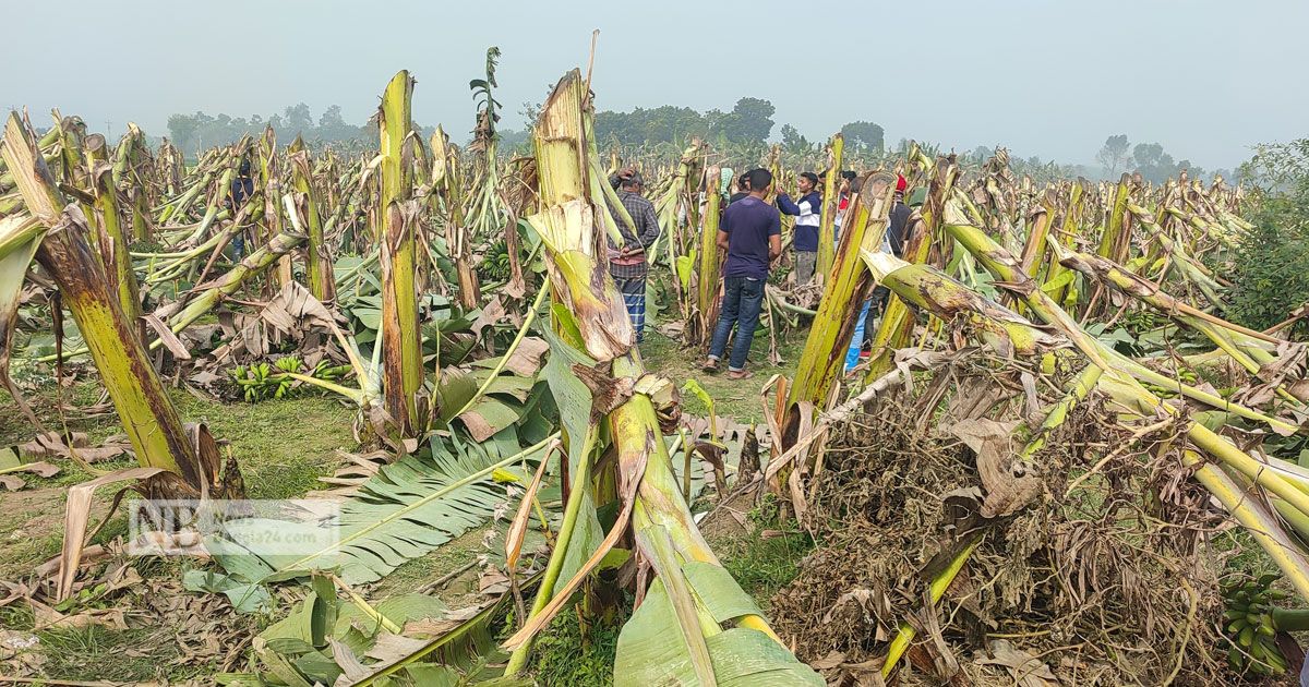 ‘যারা কলা গাছ কেটেছে, তারা আমার সন্তানের গলা কেটেছে’