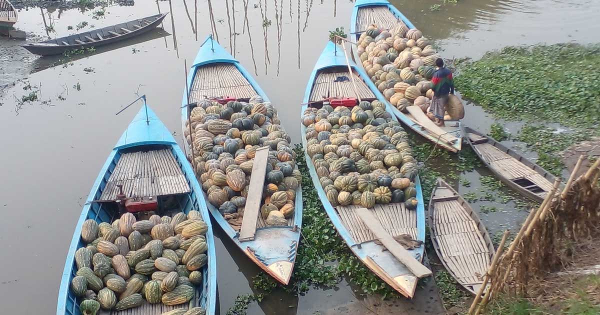 আড়িয়াল বিলের মিষ্টি কুমড়ায় লাভের স্বপ্ন