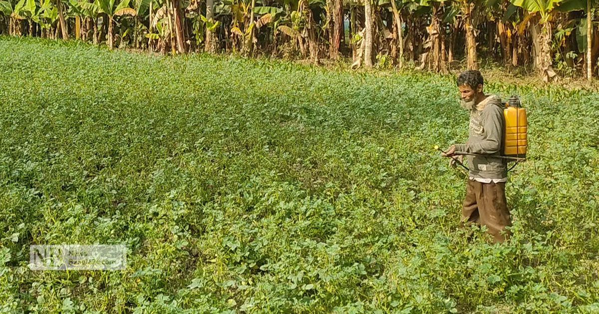 আলুর ক্ষেতে ‘লেট ব্লাইট’ রোগ, দুশ্চিন্তায় শেরপুরের কৃষক