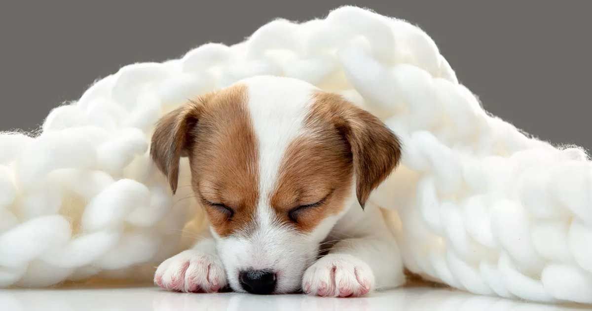 What-to-do-to-protect-pets-health-in-severe-winters