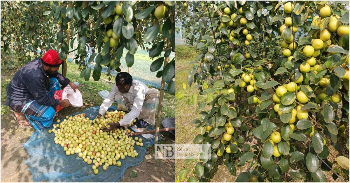 বরইয়ে আগ্রহ বাড়ছে বরুড়ায়