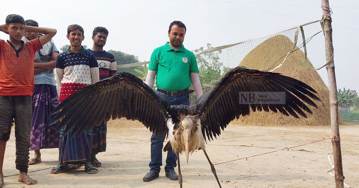 নাটোরে বিরল প্রজাতির মদনটাক উদ্ধার