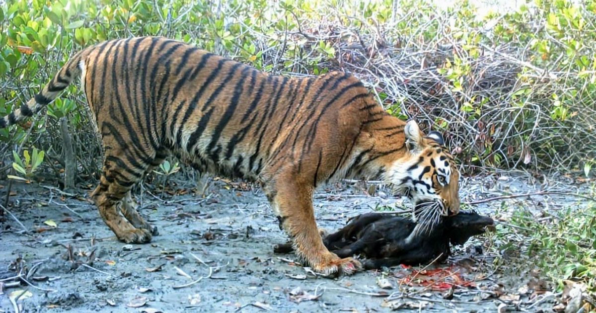 সুন্দরবনে বেড়েছে ‘বাঘের খাদ্য’ হরিণসহ ৫ প্রাণী