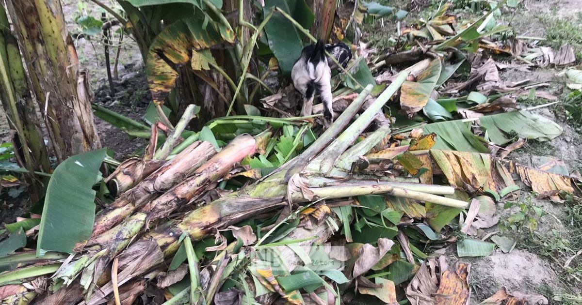 কুমিল্লায়-পাঁচ-শতাধিক-কলাগাছ-কেটে-জমি-দখলের-অভিযোগ
