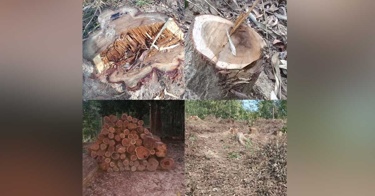 উজাড়-হচ্ছে-হারবাংয়ে-সামাজিক-বনায়নের-গাছ-ও-পাহাড়