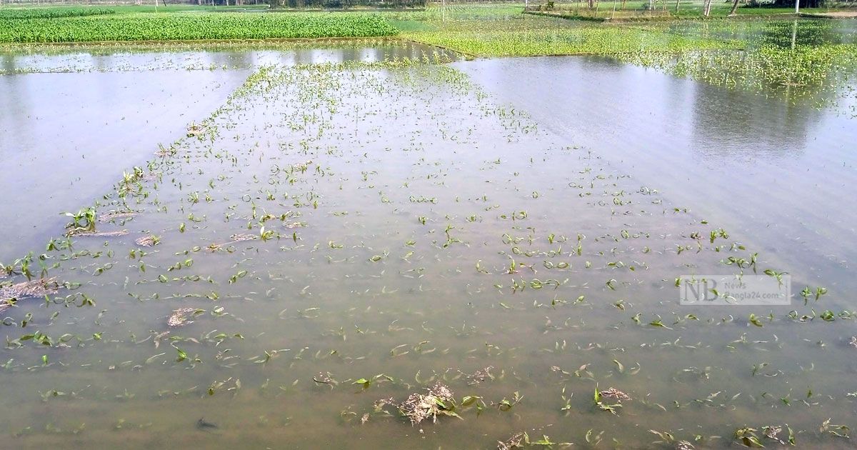 তিস্তা বাঁধে সুবিধাভোগীর কোপ, বিপাকে কৃষক