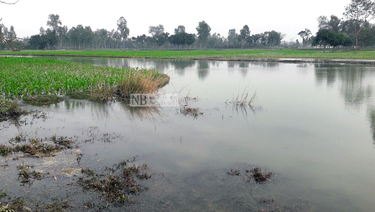তিস্তা বাঁধে সুবিধাভোগীর কোপ, বিপাকে কৃষক