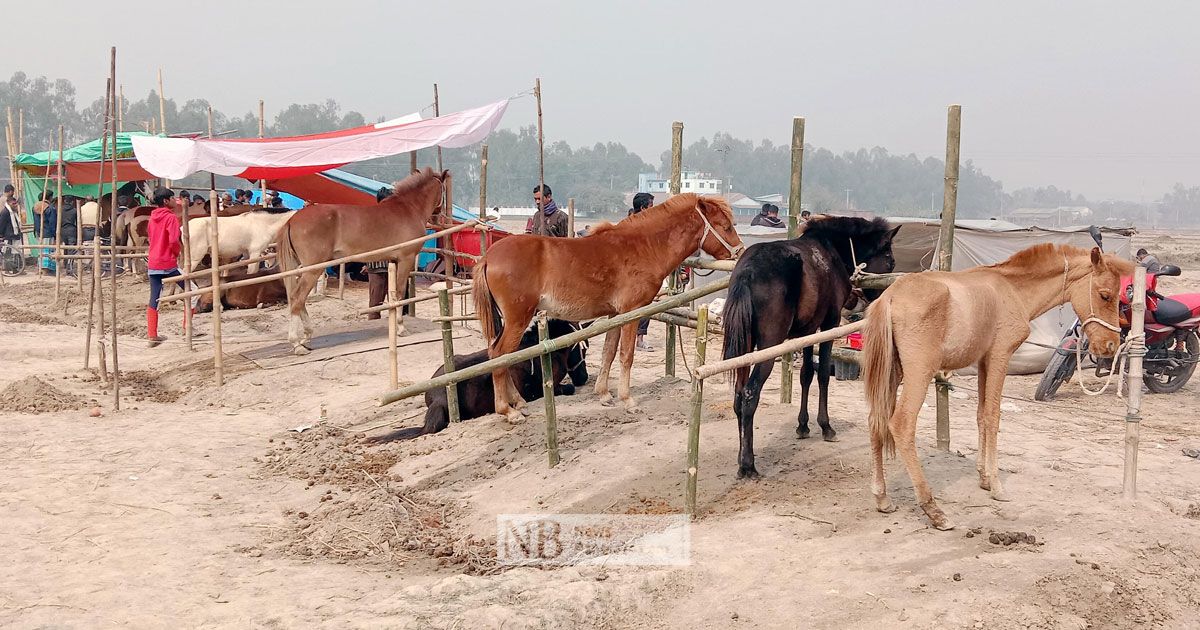 যে হাটে ছাগলের দামে মেলে ঘোড়া