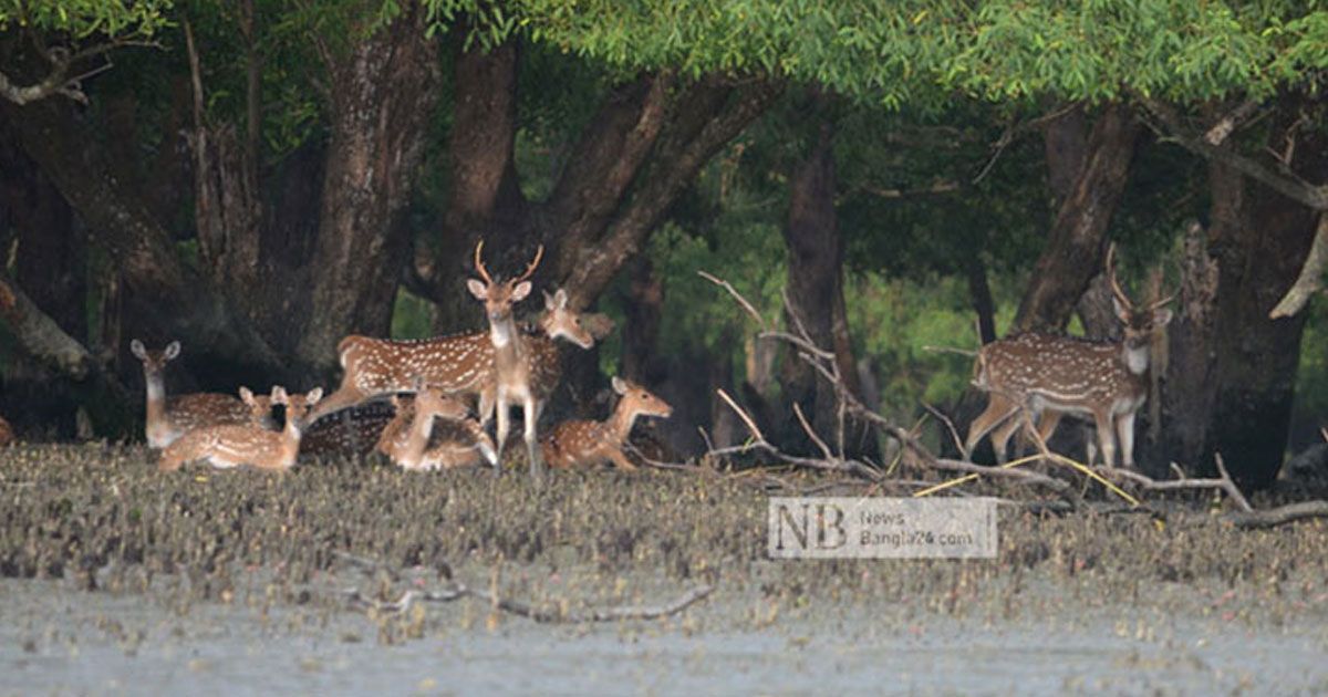 উপকূলের ‘সুন্দরবন দিবস’ আজ