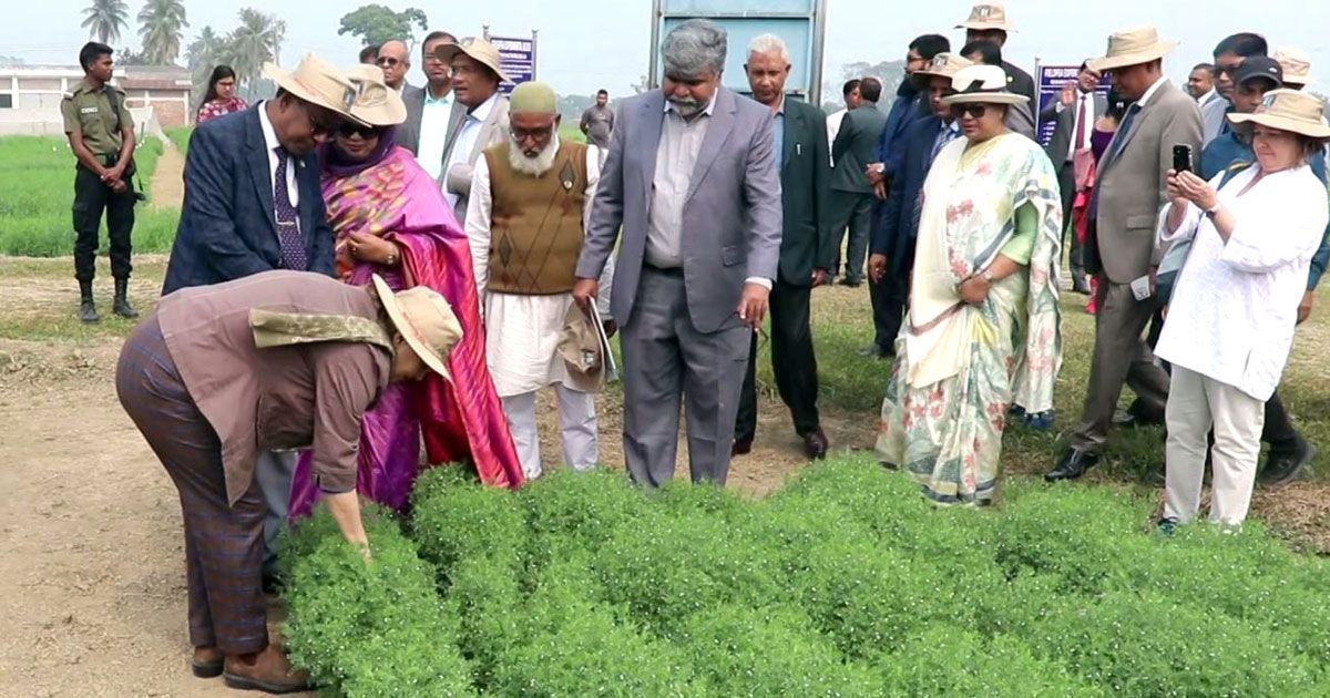 কানাডার ৩০০ জাতের ডালের গবেষণা চলছে পাবনায়