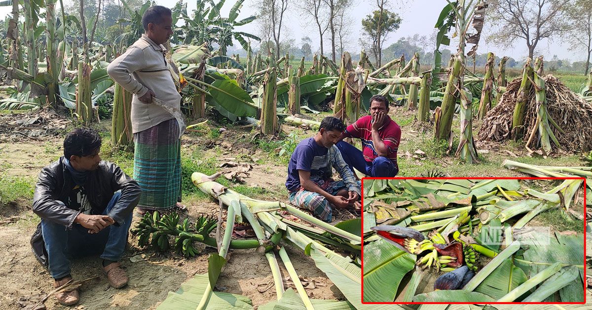 তিন কৃষকের কলাবাগানে দুর্বৃত্তের কোপ