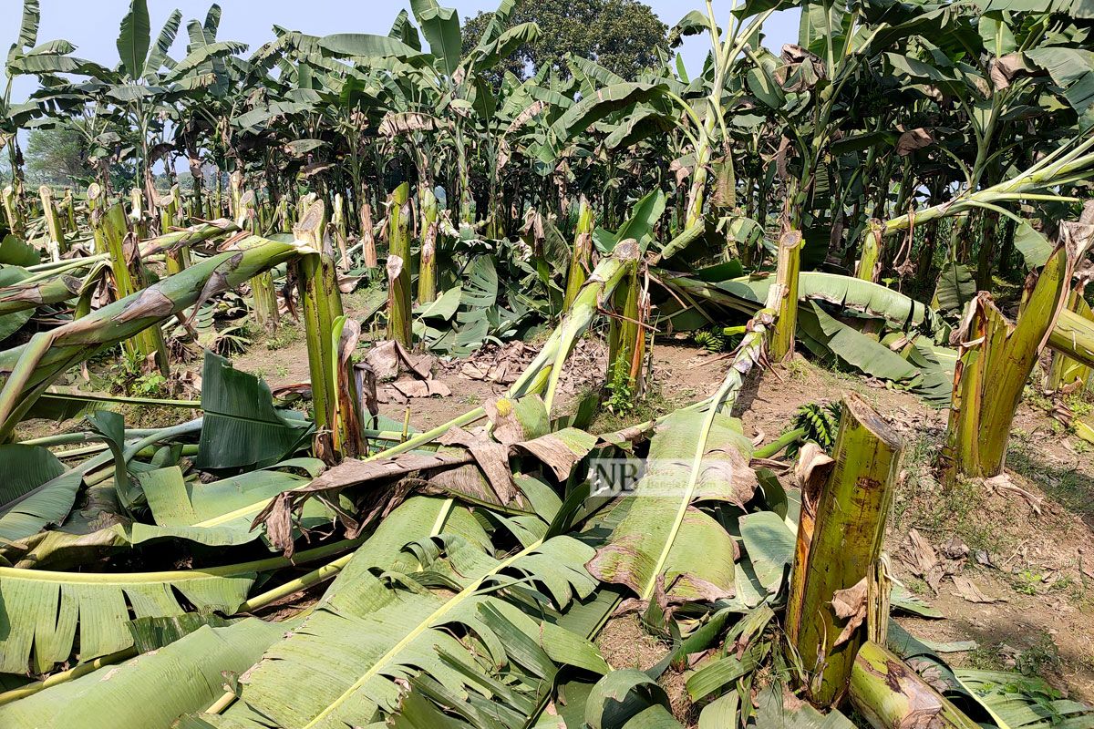 তিন কৃষকের কলাবাগানে দুর্বৃত্তের কোপ