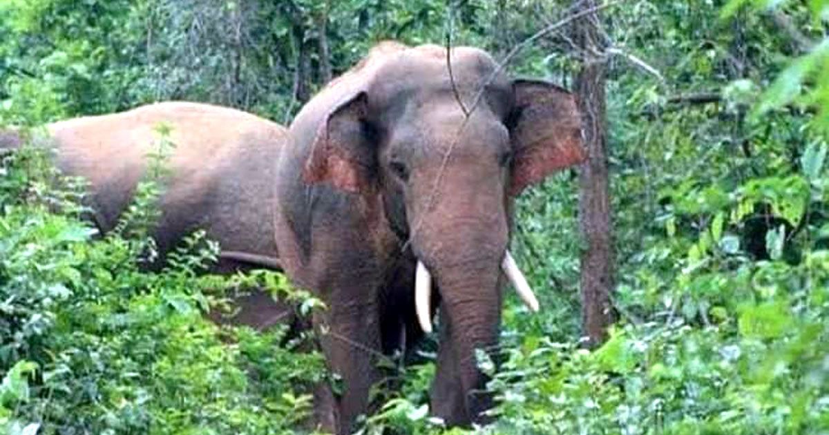 বাংলাবান্ধায় দুই বন্যহাতি, আক্রমণে যুবক নিহত