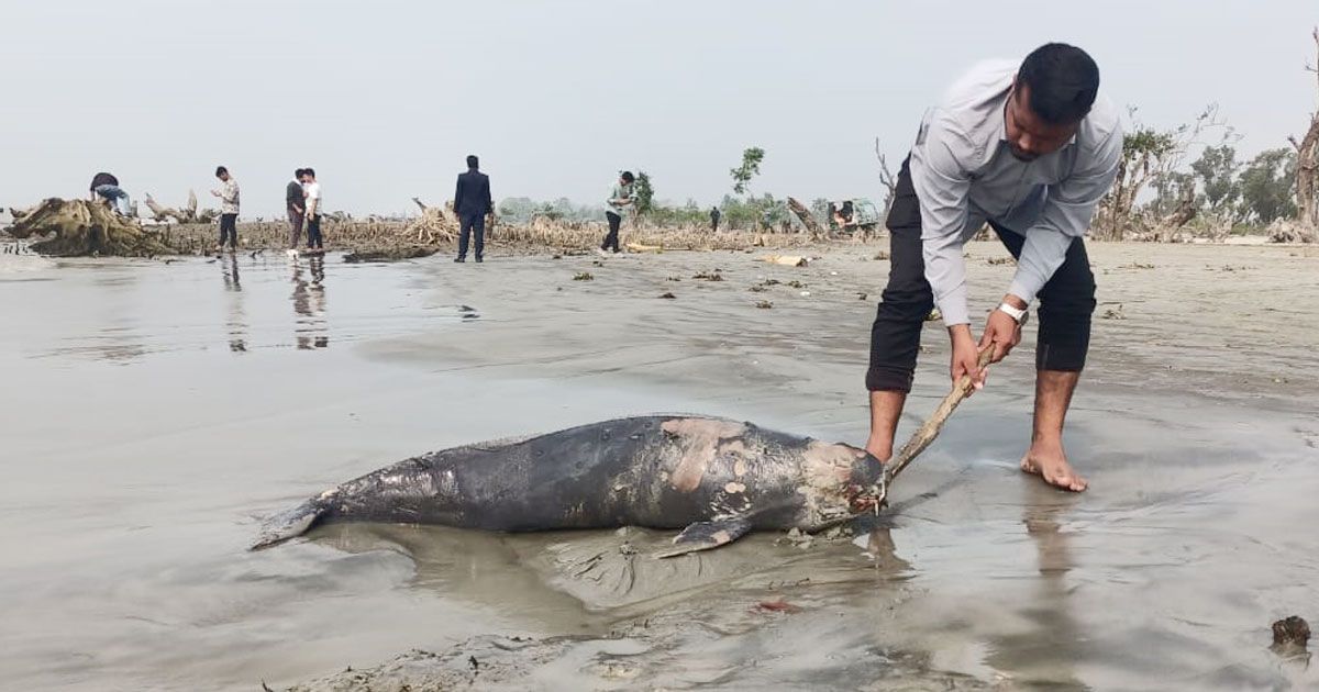 সৈকতে ভেসে এলো মৃত ডলফিন