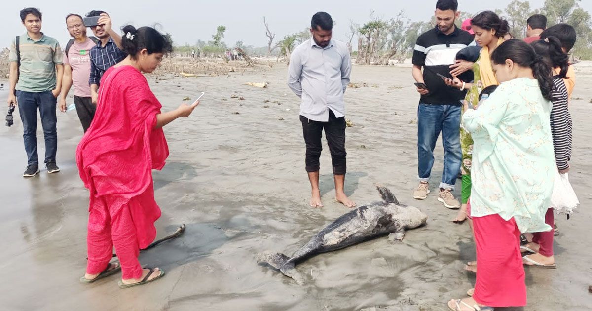 সৈকতে ভেসে এলো মৃত ডলফিন