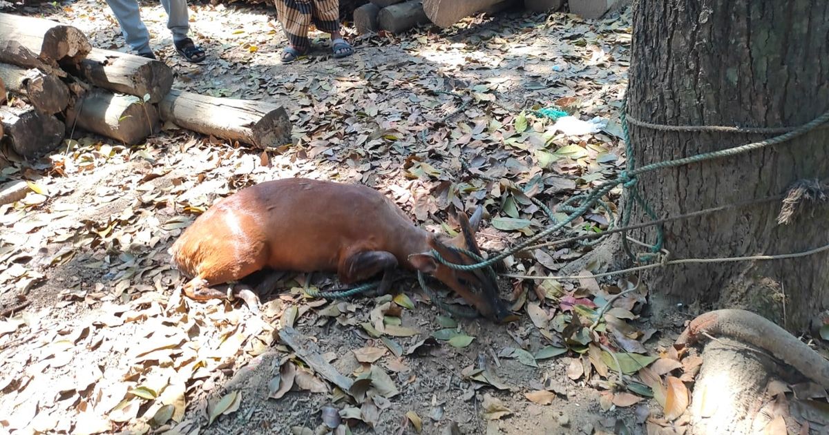 ধানি জমিতে ধরা পড়া হরিণকে পাঠানো হলো বনে