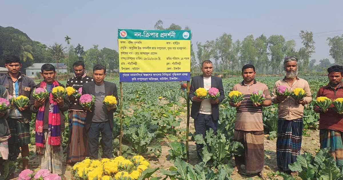 রঙিন-ফুলকপি-চাষে-সাড়া-ফেলেছেন-আশরাফুল
