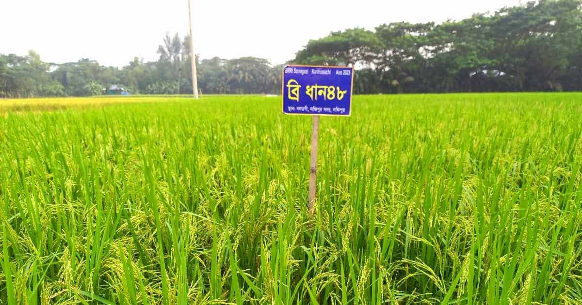 আউশের-উৎপাদন-বাড়াতে-৬৪-কোটি-টাকার-প্রণোদনা