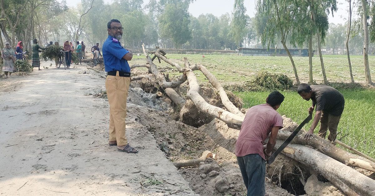 ঠাকুরগাঁওয়ে অবৈধভাবে সরকারি গাছ কর্তন, নারীদের বাধায় জব্দ