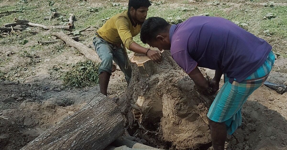 ঠাকুরগাঁওয়ে অবৈধভাবে সরকারি গাছ কর্তন, নারীদের বাধায় জব্দ