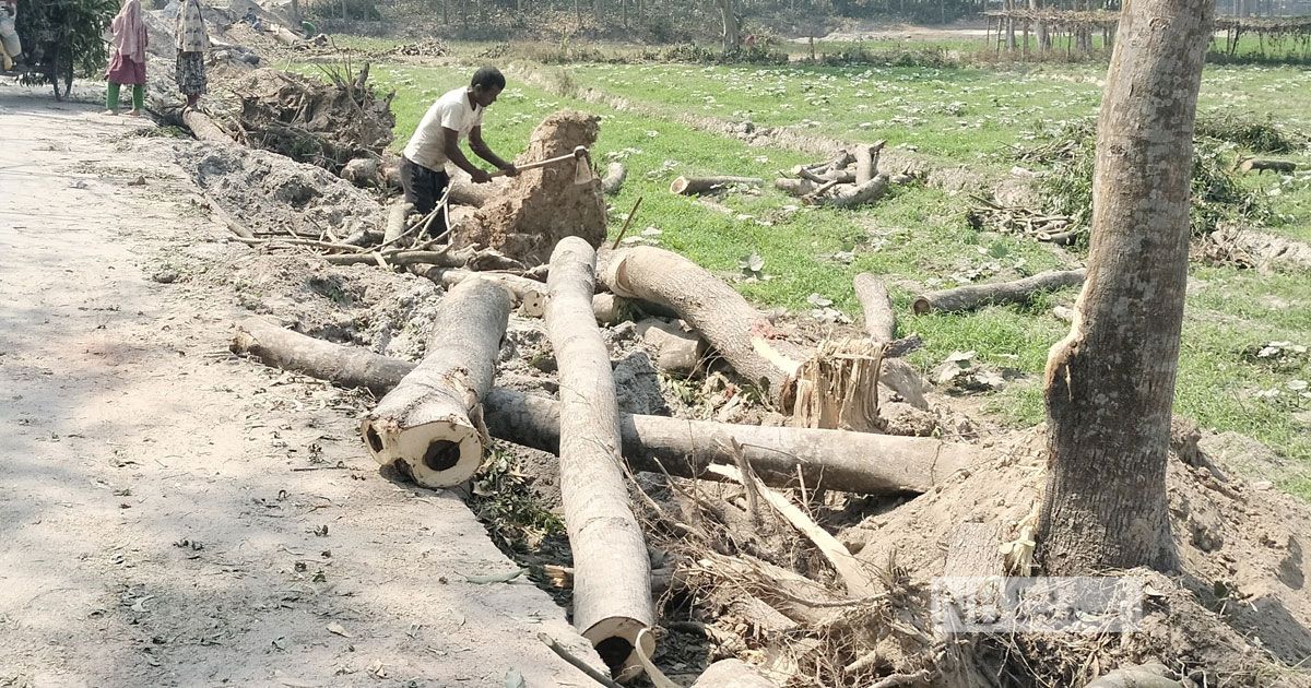 ঠাকুরগাঁওয়ে অবৈধভাবে সরকারি গাছ কর্তন, নারীদের বাধায় জব্দ