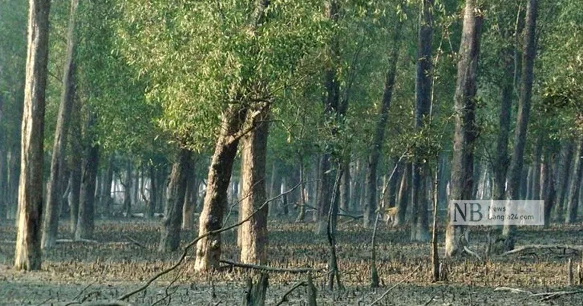 দেশের বনজ সম্পদের পরিমাণ নির্ধারণে জরিপ শুরু
