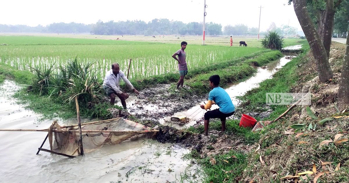 খাল-বিলের পানি সেচে চলছে মাছ ধরার ধুম