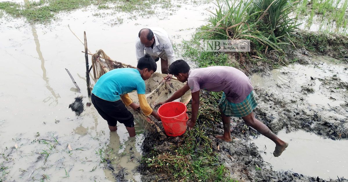 খাল-বিলের পানি সেচে চলছে মাছ ধরার ধুম