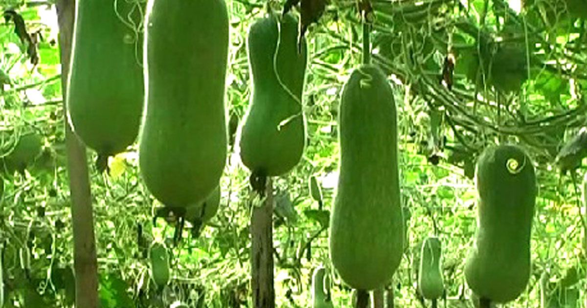 নেত্রকোণায়-কীটনাশকমুক্ত-চালকুমড়ার-বাম্পার-ফলন