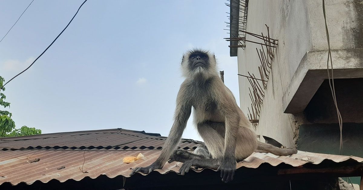 লোকালয়ে ছুটে বেড়াচ্ছে কালোমুখো হনুমান