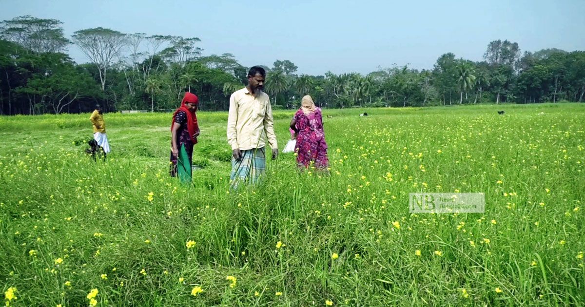Farmers-of-Madaripur-are-losing-interest-in-mustard-cultivation