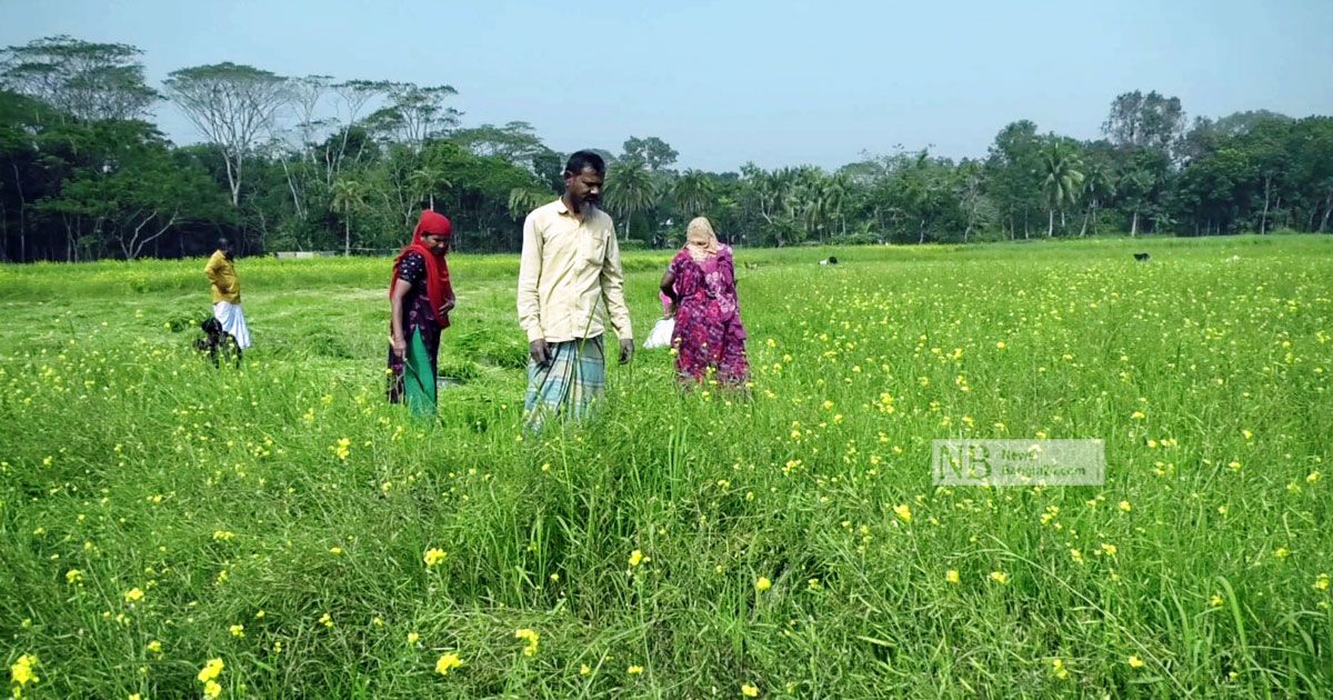 সরিষা চাষে আগ্রহ হারাচ্ছে মাদারীপুরের কৃষক