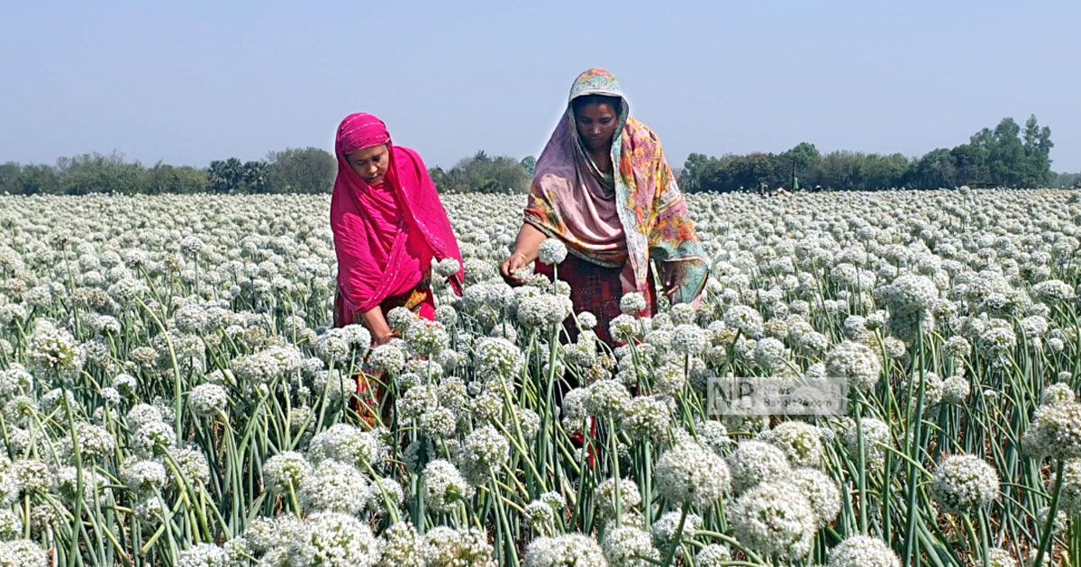 Black-gold-onion-production-in-Faridpur-will-exceed-Tk-300-crore