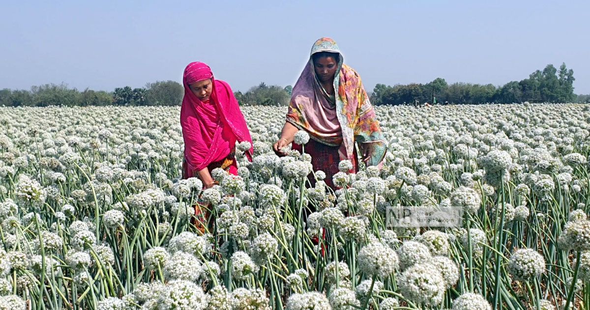 ‘কালো সোনা’য় ফরিদপুরের কৃষকদের দিনবদল