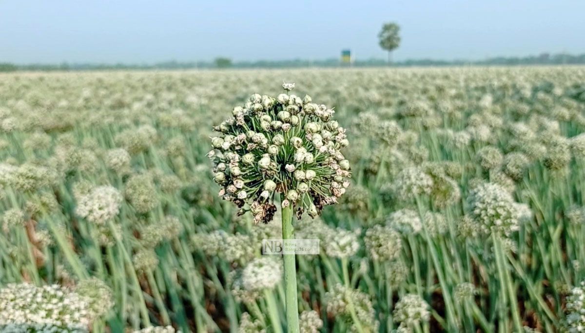 ‘কালো সোনা’য় ফরিদপুরের কৃষকদের দিনবদল