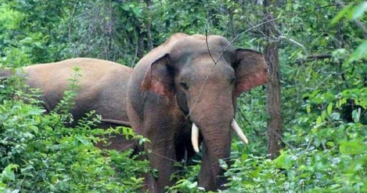 ময়মনসিংহে-ভারতীয়-হাতির-আক্রমণে-একজন-নিহত