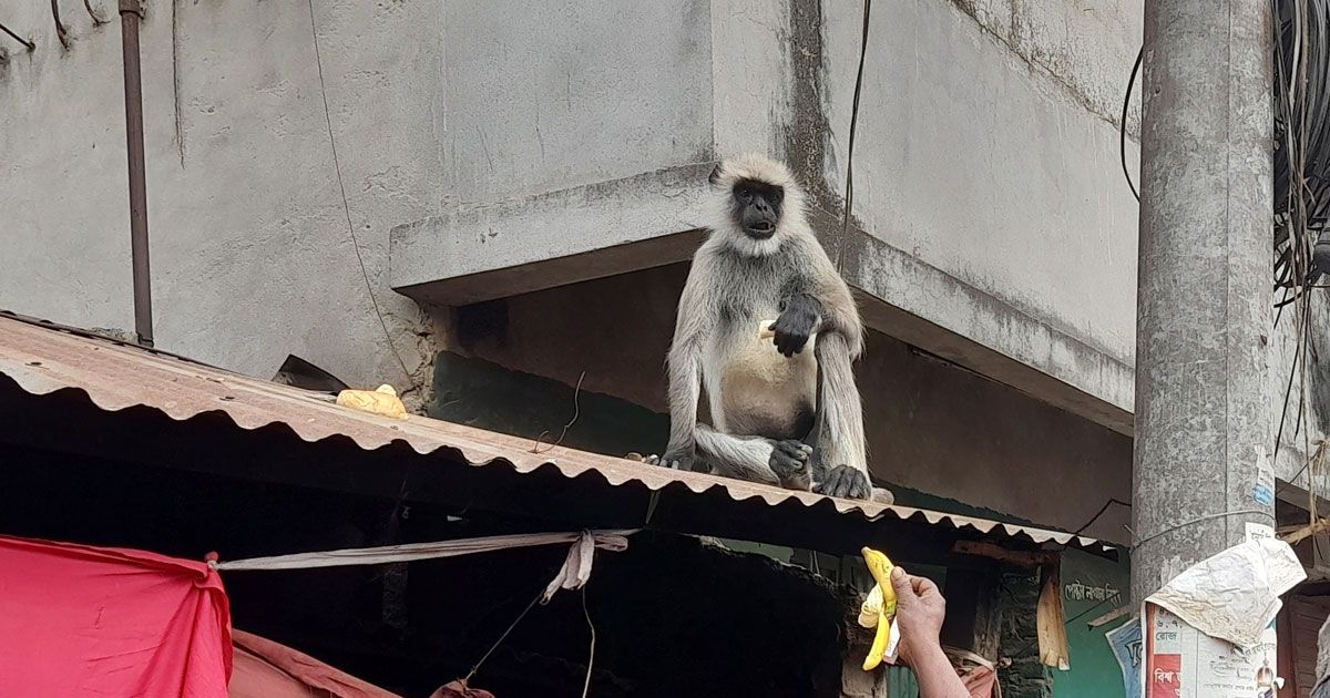 লোকালয়ে ছুটে বেড়াচ্ছে কালোমুখো হনুমান