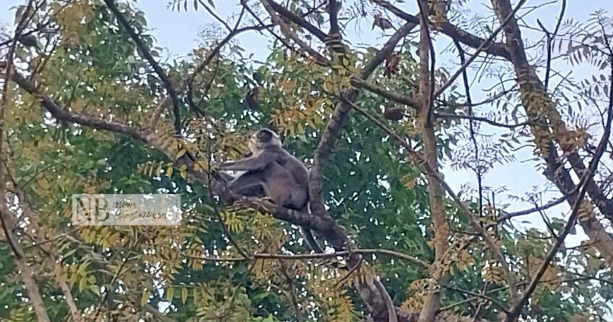 কুড়িগ্রামে ভারতীয় হনুমান দেখতে জনতার ভিড়