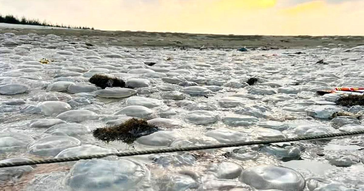 সৈকতে এ সময়টাতেই কেন জেলি ফিশের বিচরণ