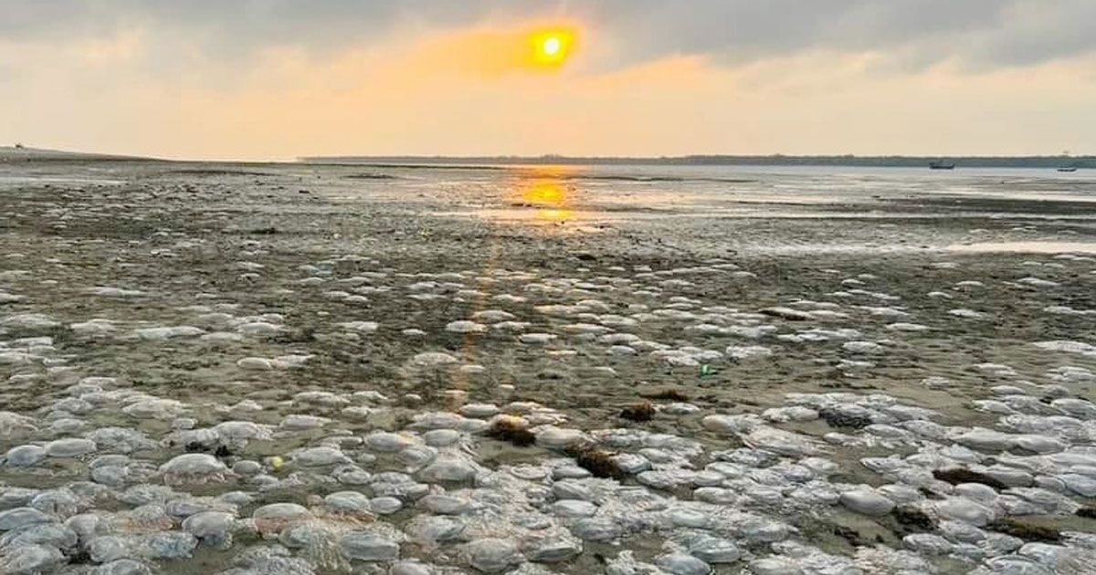 সৈকতে এ সময়টাতেই কেন জেলি ফিশের বিচরণ