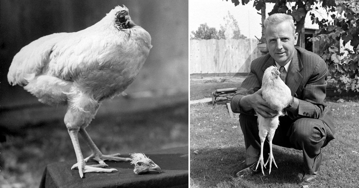 How-a-chicken-lived-for-a-year-and-a-half-without-its-head