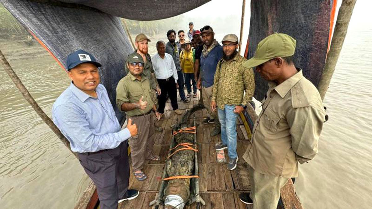 স্যাটেলাইট ট্যাগ নিয়ে সুন্দরবনের কুমির ঘুরছে পিরোজপুরে