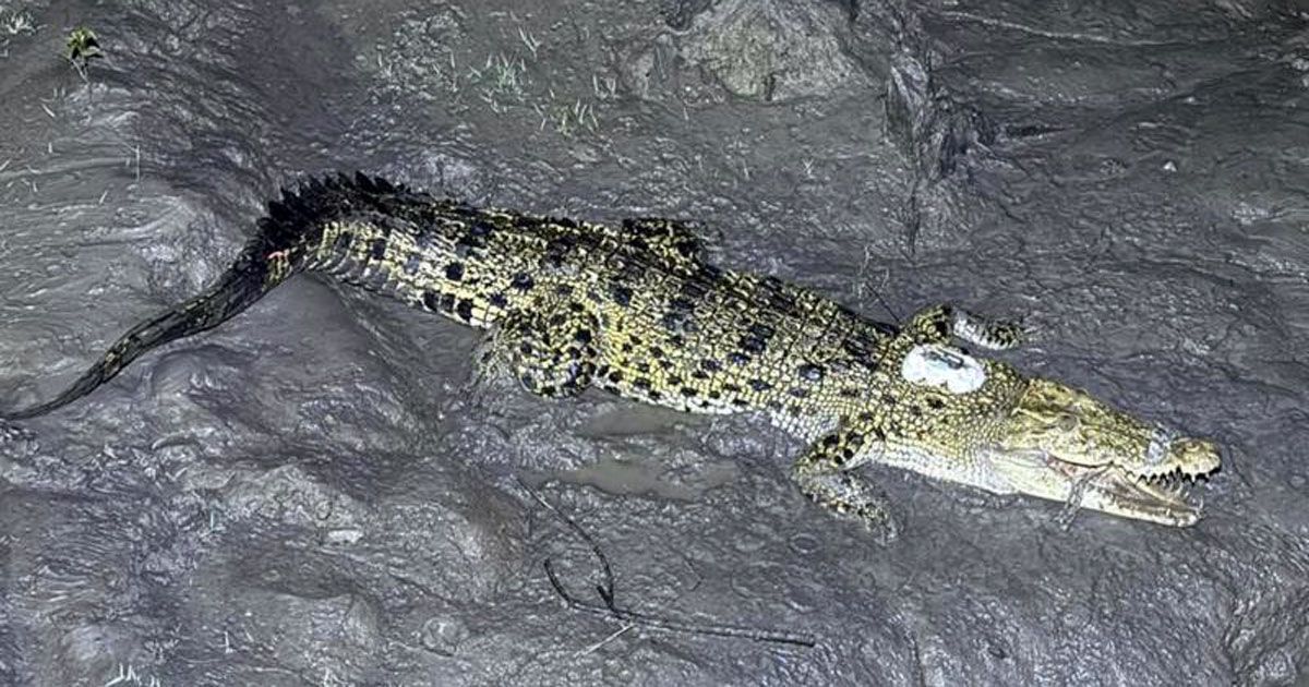 Sundarban-crocodiles-roam-in-Pirojpur-with-satellite-tags