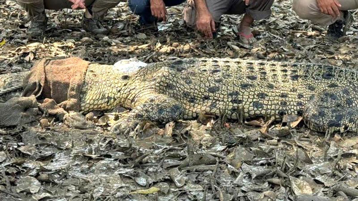 স্যাটেলাইট ট্যাগ নিয়ে সুন্দরবনের কুমির ঘুরছে পিরোজপুরে