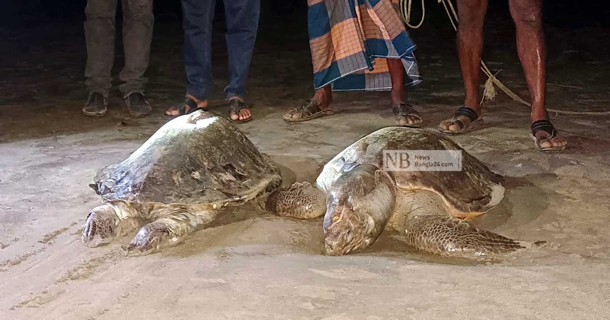 জেলিফিশের পর কুয়াকাটায় ভেসে এলো দুটি মৃত কচ্ছপ