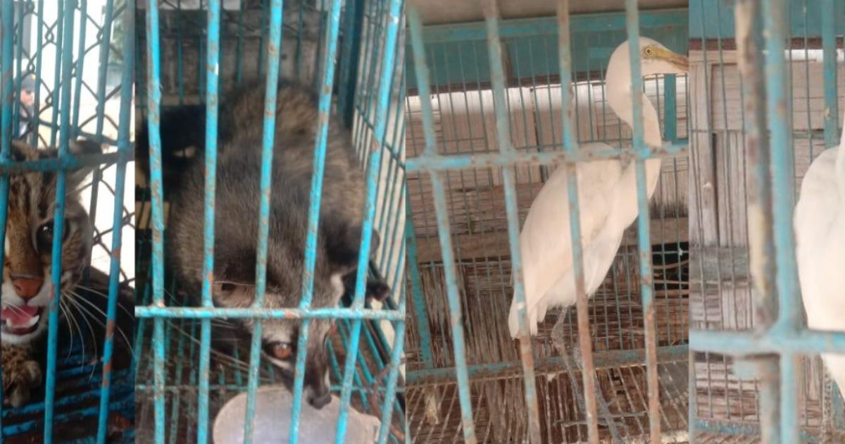 Six-wild-animals-were-recovered-from-UP-Chairmans-house-in-RAB-raid