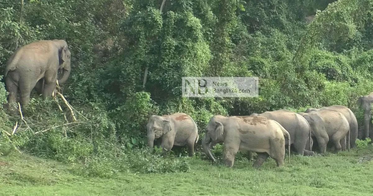 বন্যহাতির তাড়া খেয়ে যুবকের মৃত্যু