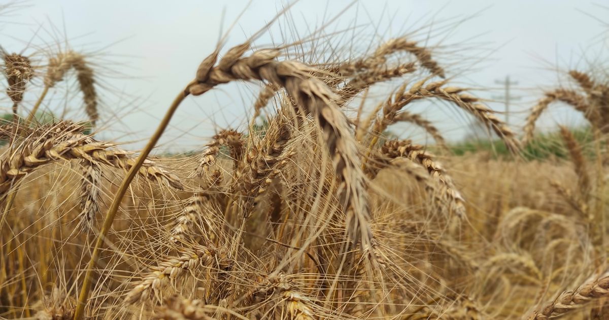 Farmers-interest-in-high-yielding-wheat-blast-resistant-in-Meherpur