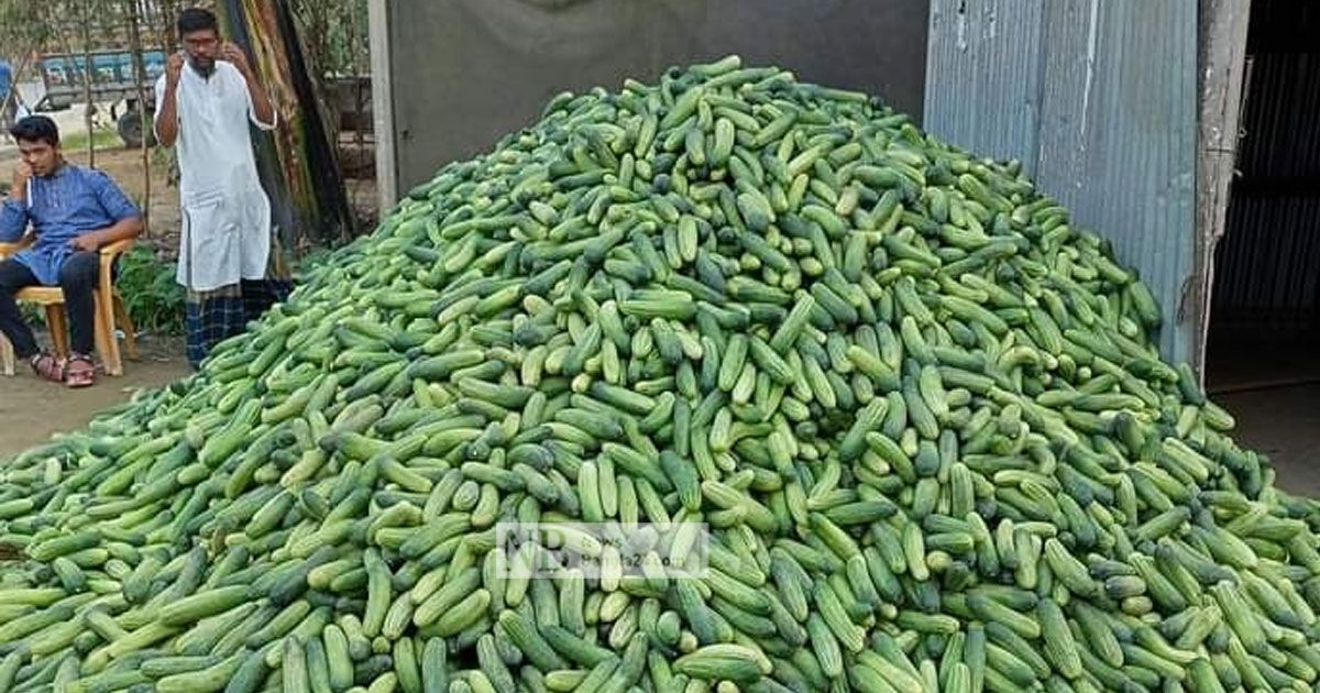 ৪২-কেজিতে-এক-মণ-তবু-শসার-দাম-পাচ্ছেন-না-কৃষক